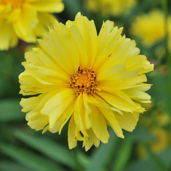 草花の苗/[25年9月中下旬予約]コレオプシス：リーディングレディ シャーリーズ3.5号ポットのサムネイル