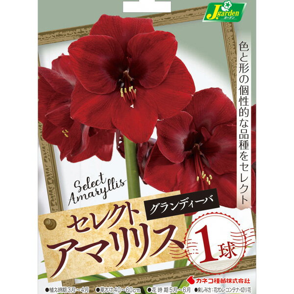 球根/[26年3月中下旬予約]アマリリス：グランディーバ1球入り