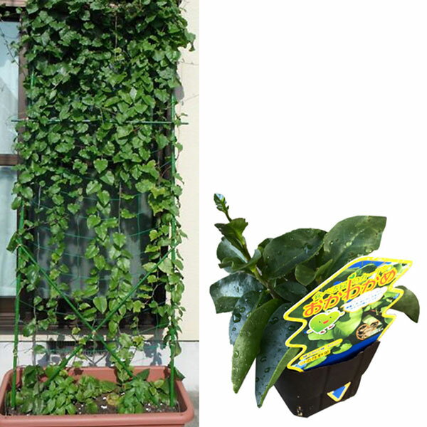 野菜の苗/[26年4月上旬予約]オカワカメ（アカザカズラ）2株植え3.5号