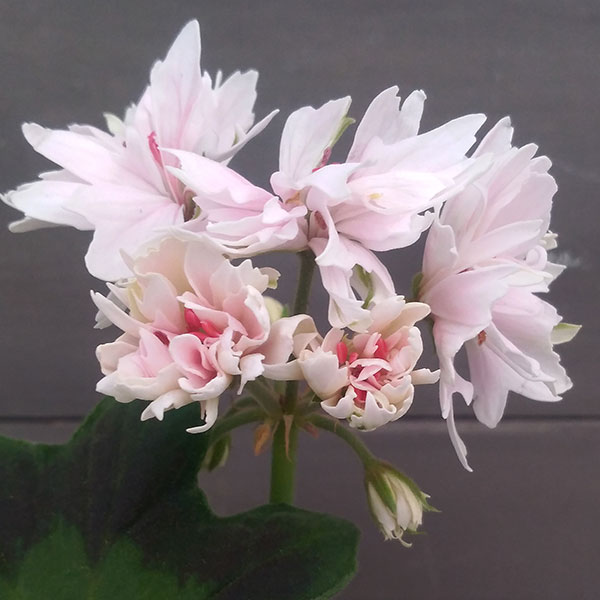 草花の苗/[24年2月中下旬予約]ゼラニウム：ステラソフィア4号鉢植えのサムネイル