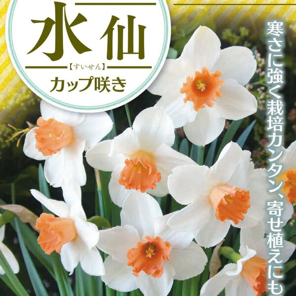 小型 秋植え球根・すいせん球根/[26年9月中下旬予約]水仙：クールフレーム2球入り暖地でも発色の良い、赤みを帯びたピンクのカップが特徴の水仙です。植え時：9〜11月開花期：3〜5月草丈：約30〜40cm用途：花壇、コンテナ、切り花栽培方法：球根での植えつけ適期は秋です。霜の降りる前に植えつけます。日当たりのよい場所で、よく耕した土に化学肥料等をまぜ、15cm間隔で球根の高さの3倍ほどの深さに、尖った方を上にして植えます。一定期間低温に当たることで開花しますので、鉢植えでも冬は戸外の寒い場所で管理してください。また、水切れすると花が咲かなくなりますので、冬もたっぷり水を与えます。（沖縄地域では花が咲かないことがありますので、ご注意ください）※写真は開花時のイメージです。※球根の表皮が剥けていたり、細かな傷がある場合がございます。生育には支障ありませんので予めご承知おきください。■9月中旬〜9月下旬頃のお届けの予約販売です。・出荷開始予定：2026年9月中旬〜・注文締切日：2026年9月14日（月）午前7時まで・「9月中下旬予約」カテゴリ以外の商品とはご一緒にご注文いただけません。（商品名の頭に「[26年9月中下旬予約]」が付いている商品となります）・ご注文同士をおまとめすることはできません。送料はそれぞれにかかります。・お届け日のご案内は2026年9月15日（火）以降にメールにてお知らせします。お届け日指定はお受けできませんが、曜日や時間帯のご指定は承ります。（受信できるアドレスにてご注文お願いします。）・品種・作柄によりお届け時期が変更になったり、お届けできなくなる場合がございます。[26年9月中下旬予約]水仙：クールフレーム2球入りの栽培ガイド秋植え球根のダブルデッカー植え球根の植付け秋植え球根【秋植え球根】植えつけ深さの目安