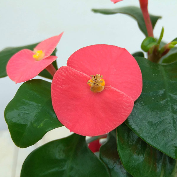 観葉植物/[26年5月中下旬予約]トゲ無しハナキリン（花キリン）レッドスマイル2.5号ポット