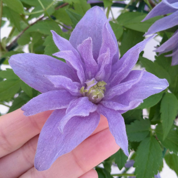 [24年3月中下旬予約]クレマチス：マクロペタラ（マクロペタラ系）6号鉢植え