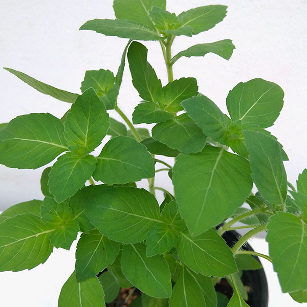 ハーブの苗/[26年4月下旬予約]アジアンハーブ：ガパオ（ホーリーバジル）（東南アジア系統）3.5号ポット