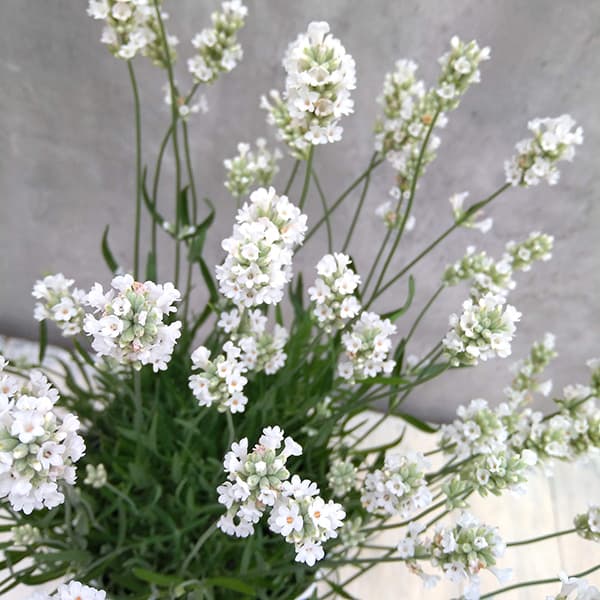 [26年4月下旬予約]ラベンダー：アロマンスホワイト5号鉢植え