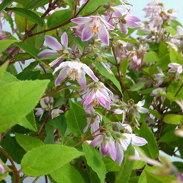 花木庭木の苗/[26年2月中下旬予...