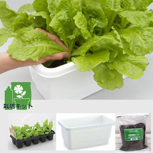 ��ڤ���/[26ǯ3���沼��ͽ��]��������Ŧ�ߤȤꥵ�����쥿�����ǥˡ������꡼�����10Ϣ�ѥå����ڤȥץ�󥿡��Υ��å�