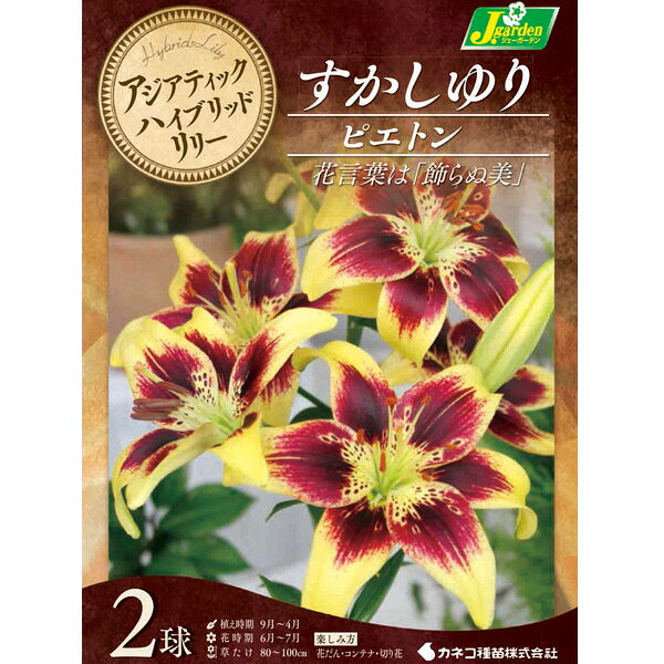 黄色の花弁に赤紫色が入るユニークな百合球根/[26年10月中下旬予約]ユリ（すかし百合）：ピエトン2球入り鉄砲ゆりとアジアティックハイブリッド百合との交配から生まれたすかしユリ。香りはなく花は上向きに咲きます。1茎に多数の花をつけ、花持ちがよく光沢のある美しい花弁と育てやすさが特徴です。切り花に大人気で、花壇や庭なら放任栽培しても毎年花を咲かせるほど丈夫です。特に新鮮な花色のものをセレクトしてご紹介いたします。プランターや庭植えで楽しんだり、切花にしてギフトにしてもすてきです。タイプ：ユリ科の耐寒性球根植物植付け適期：9月〜翌年4月開花時期：6〜7月草丈：80〜100cm用途：花壇・コンテナ・切り花など日照：日向むき栽培方法：到着後、球根が乾かないうちに早めに植え付けてください。植え場所は日向を好みます。鉢植えの場合は赤玉土6、腐葉土4の割合で9号以上の深鉢に植え付けます。プランターの場合は標準的な長さ65cmのプランター1つで3球が目安です。球根の高さの3倍くらいの深さが植付けの目安です。ゆりは球根の上にのびた茎から根が伸び、この根が養分を吸収しますので、なるべく深く植えるのがポイントです。寒さに強いので、戸外で水を切らさないように管理します。春になって芽が伸び始めたら液肥や化成肥料を追肥します。花が咲き終わったら、花柄を切り取りますが、葉や茎は残すようにして球根を太らせます。鉢植えの場合は毎年秋に地上部が枯れたら堀りあげ、なるべく早く新しい土でまた植え付けてください。庭植えの場合は植えたまま毎年花を楽しむことができます。 写真は開花時のイメージです。※球根の表皮が剥けていたり、細かな傷がある場合がございます。生育には支障ありませんので予めご承知おきください。■10月中旬〜10月下旬頃のお届けの予約販売です。・出荷開始予定：2026年10月中旬〜・注文締切日：2026年10月12日（月）午前7時まで・「10月中下旬予約」カテゴリ以外の商品とはご一緒にご注文いただけません。（商品名の頭に「[26年10月中下旬予約]」が付いている商品となります）・ご注文同士をおまとめすることはできません。送料はそれぞれにかかります。・お届け日のご案内は2026年10月13日（火）以降にメールにてお知らせします。お届け日指定はお受けできませんが、曜日や時間帯のご指定は承ります。（受信できるアドレスにてご注文お願いします。）・品種・作柄によりお届け時期が変更になったり、お届けできなくなる場合がございます。[26年10月中下旬予約]ユリ（すかし百合）：ピエトン2球入りの栽培ガイド秋植え球根のダブルデッカー植え球根の植付け秋植え球根