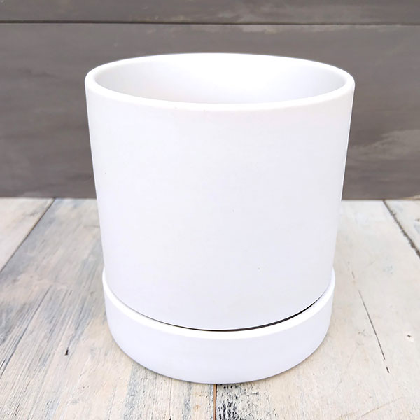 リア：白SS（直径9cm）・皿付