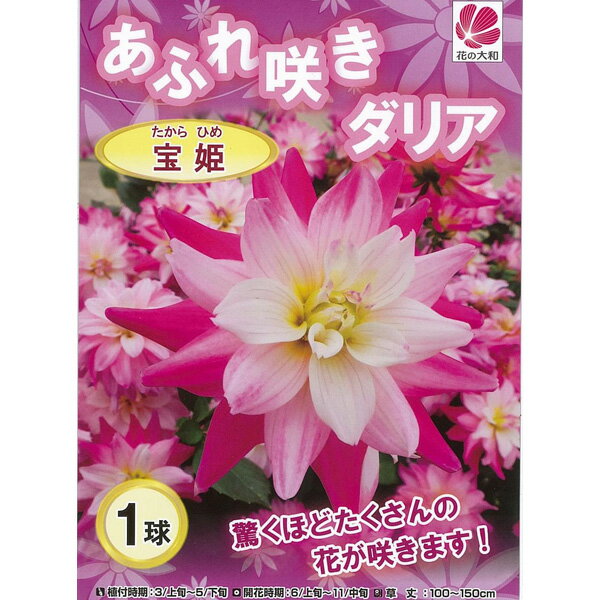 球根/[26年3月中下旬予約]ダリア（あふれ咲き）：宝姫（たからひめ） 1球入り