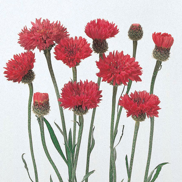 5月〜6月開花 花壇・切り花に向く1年草草花の苗/[26年10月中下旬予約]ヤグルマソウ（矢車草）：中高性レッド3号ポット花壇の花、ヤグルマソウ。やせ地でもOK、病気ほとんどなしの手間要らずの植物です。春先にたくさん採れる仏花としてもおすすめです。切り花やポプリの他、ドライフラワーにしても鮮やかな色のまま残り、とてもきれいです。草丈を生かした立体的な花壇づくりやナチュラルガーデンにもお勧めです。タイプ：キク科ケンタウレア属の耐寒性一年草開花期：5〜6月草丈：30〜50cm用途：花壇、切花日照；日当たりを好む栽培方法：通気性と水はけのよい土壌に植えてください。表土が乾いたら水を与えましょう。乾燥には強いですが加湿を嫌います。緩効性肥料を与えてください。多肥は避けましょう。写真は成長時（開花時）のイメージですが、お届けの際は苗の状態です。■10月中旬〜10月下旬頃のお届けの予約販売です。・出荷開始予定：2026年10月中旬〜・注文締切日：2026年10月12日（月）午前7時まで・「10月中下旬予約」カテゴリ以外の商品とはご一緒にご注文いただけません。（商品名の頭に「[26年10月中下旬予約]」が付いている商品となります）・ご注文同士をおまとめすることはできません。送料はそれぞれにかかります。・お届け日のご案内は2026年10月13日（火）以降にメールにてお知らせします。お届け日指定はお受けできませんが、曜日や時間帯のご指定は承ります。（受信できるアドレスにてご注文お願いします。）・品種・作柄によりお届け時期が変更になったり、お届けできなくなる場合がございます。