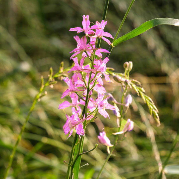 草花の苗/[23年10月下旬予約]千鳥草（チドリソウ・ラークスパー）：ピンク（No4）3号ポット 2株セットyのサムネイル