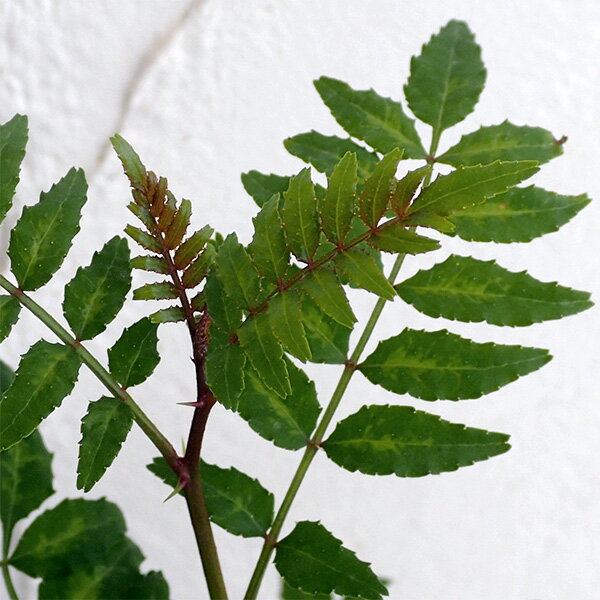 野菜の苗/[26年3月中下旬予約]山椒（サンショウ）：葉ザンショウ3号ポット