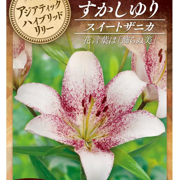 球根/[26年10月中下旬予約]ユリ（すかし百合）：スイートザニカ2球入り