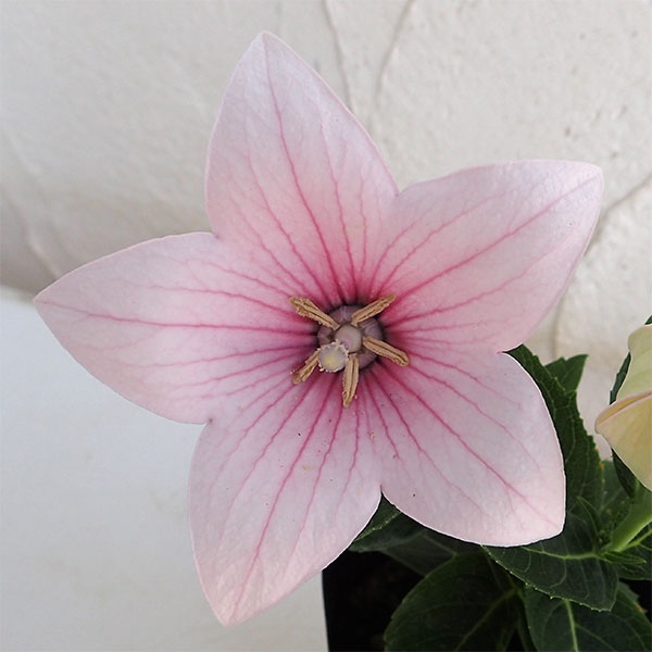 草花の苗/[26年8月下旬予約]キ...