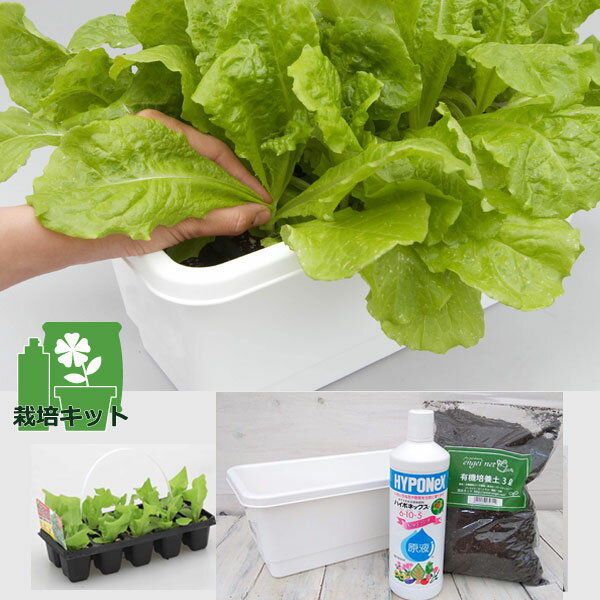 野菜の苗/[26年3月中下旬予約]おくだけ摘みとりサンチュレタス：デニーズグリーンの苗10連パックとプランターと土と液肥のセット