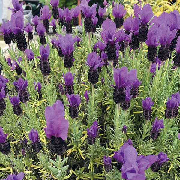 ハーブの苗/[26年3月中下旬予約]フレンチラベンダー：ラビノバ パープル3号ポット