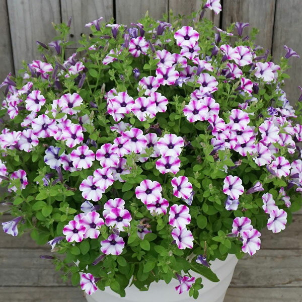 草花の苗/[26年4月上旬予約]ペチュニア：マドンナの宝石パープルスター3.5号ポット