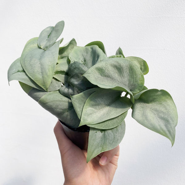 楽天市場】スキンダプサス（カラーシルバー）の通販