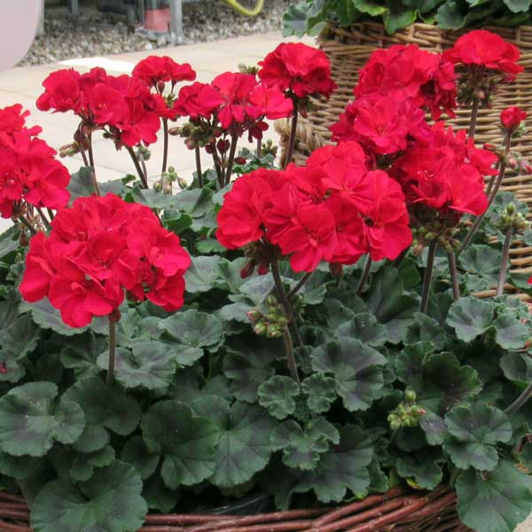 草花の苗/[送料無料][25年9月中下旬予約]ゼラニウム：ムーンライト　トゥンバオ3.5号ポット 12株セットのサムネイル