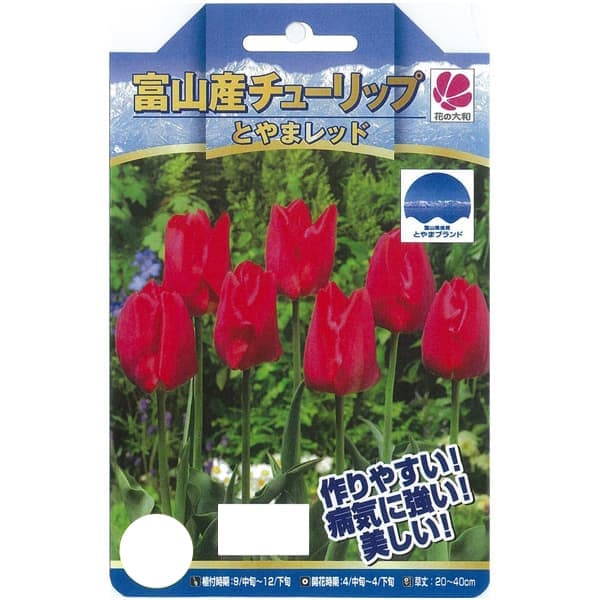 Rakuten - 球根/[26年9月中下旬予約]チューリップ：とやまレッド3球入り（T）