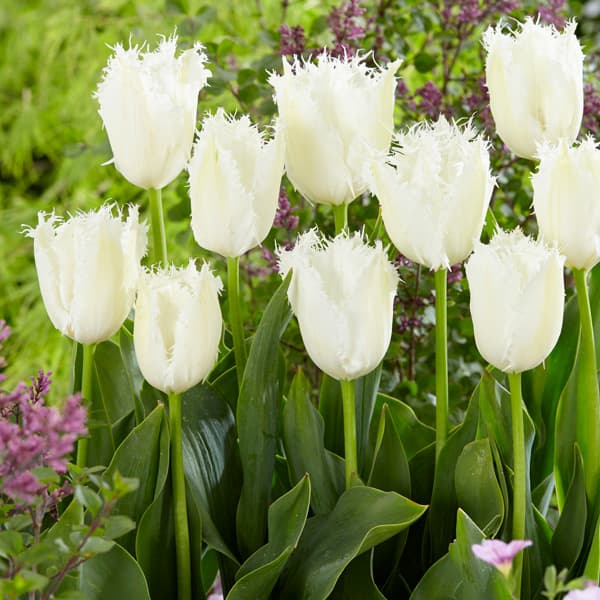 球根/[25年10月中下旬予約]チューリップ：ノールドアインデ5球入り（FR）のサムネイル