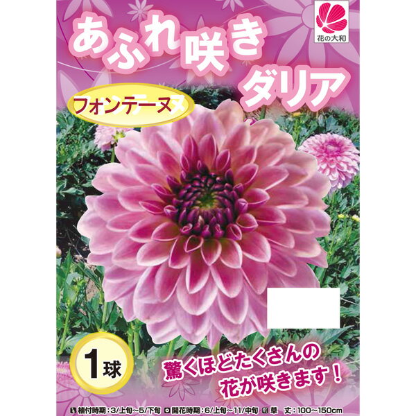 球根/[26年3月中下旬予約]ダリア（あふれ咲き）：フォンテーヌ 1球入り
