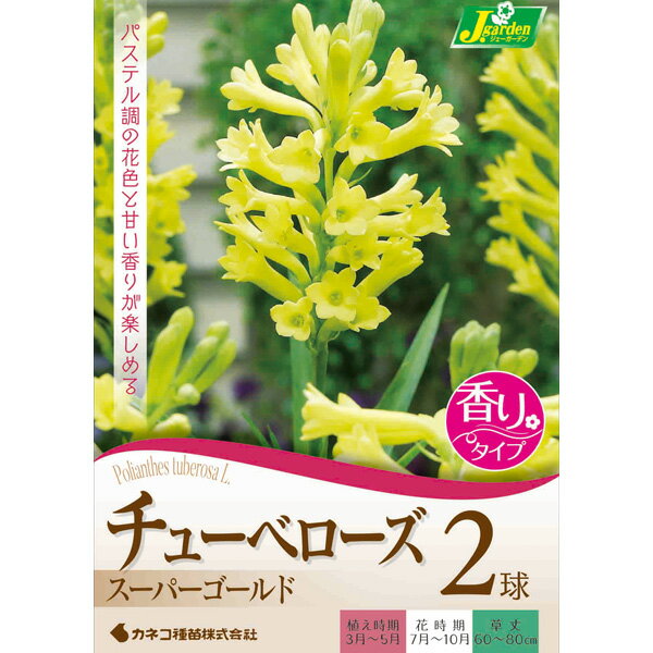 球根/[26年3月中下旬予約]チューベローズ：スーパーゴールド 2球入り