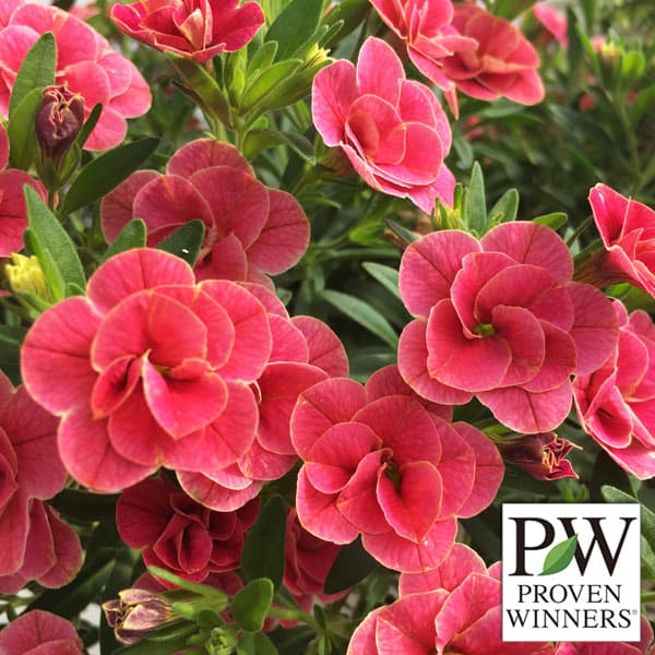 草花の苗/[26年3月中下旬予約]カリブラコア：スーパーベル ダブルチェリーリップル3号ポット