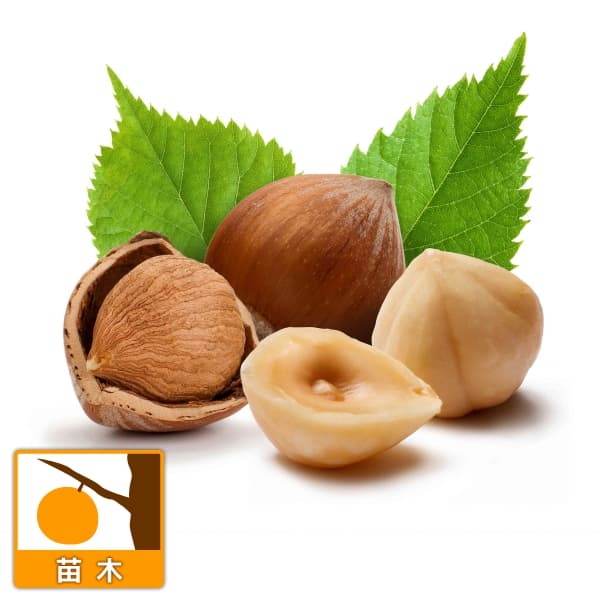 果樹の苗/[26年1月中下旬予約]ヘーゼルナッツ（イタリアン）：トンダ ジェンティーレ デレ ランゲ4～4.5号ポット