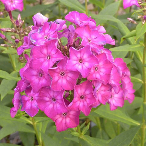 草花の苗/[25年10月中下旬予約]宿根フロックス：カーシャ（紫花）3号ポットのサムネイル