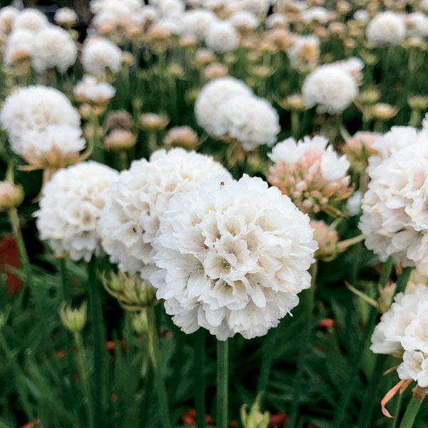 草花の苗/[26年3月中下旬予約]ドリメリア（ハイブリッドアルメリア）：ドリームクラウド3.5号ポット