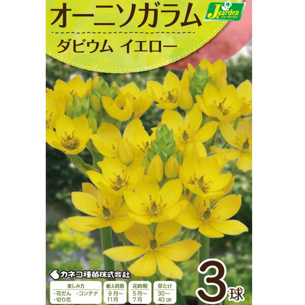 小型 花持ちがよく切花で人気の球根植物球根/[26年9月中下旬予約]オーニソガラム：ダビウム（イエロー）3球入りオーニソガラムはとても珍しくかわいい小花。人気のコンテナガーデンにうってつけです。原種の趣きと珍しさで、誰もが不思議がる、そんな花たちです。花もちがよく、切花としても人気です。タイプ：ユリ科の球根植物植え時：9〜11月花期：5月〜7月草丈：30cm〜40cm栽培方法：水はけがよく、ややアルカリ性の土壌を好みますので、石灰などでpH6.5位に調節しましょう。また、キク科との混植を嫌うので注意してください。草丈が低いので、花壇では前景に植えてください。1〜2月に薄い液肥を与えると花に元気が出ますが、多肥は腐る原因になるためご注意ください。栽培はとても簡単です。野生種に近いので、手をかけすぎるとかえって逆効果の場合があります。肥料も控えめにして、2〜3年植えっぱなしのほうが元気よく咲いてくれます。写真は開花時のイメージです。※球根の表皮が剥けていたり、細かな傷がある場合がございます。生育には支障ありませんので予めご承知おきください。■9月中旬〜9月下旬頃のお届けの予約販売です。・出荷開始予定：2026年9月中旬〜・注文締切日：2026年9月14日（月）午前7時まで・「9月中下旬予約」カテゴリ以外の商品とはご一緒にご注文いただけません。（商品名の頭に「[26年9月中下旬予約]」が付いている商品となります）・ご注文同士をおまとめすることはできません。送料はそれぞれにかかります。・お届け日のご案内は2026年9月15日（火）以降にメールにてお知らせします。お届け日指定はお受けできませんが、曜日や時間帯のご指定は承ります。（受信できるアドレスにてご注文お願いします。）・品種・作柄によりお届け時期が変更になったり、お届けできなくなる場合がございます。[26年9月中下旬予約]オーニソガラム：ダビウム（イエロー）3球入りの栽培ガイド秋植え球根のダブルデッカー植え球根の植付け秋植え球根