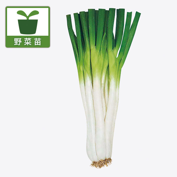 1本の苗が10〜15本に分かれる多収種！野菜の苗野菜の苗/[26年10月中下旬予約]ネギ苗：分けつねぎ苗3.5号ポット（多粒まき）おいしいネギのポット苗です。分けつねぎは、1本の苗が10〜15本に分かれる多収種。葉質は柔らかく、味が良く晩抽性でとう立ちが遅く、作りやすい品種です。炒め物、なべ料理、焼き物等でおいしく食べられます。葉質が柔らかいので、ぬたや焼き鳥などがおすすめです。タイプユリ科の耐寒性多年草植え付け3月下旬〜4月中旬収穫10月〜翌4月用途煮物、鍋物など日照日なたを好む栽培方法：うね幅1mに2条植えとし、株間15cmくらいに深い溝を掘り定植します。生長に伴い、土寄せを繰り返し行い軟白させます。追肥は化成肥料が最適です。写真は生育時のイメージです。ご注意：ねぎは冬から春にかけて花を咲かせますが、環境によっては早くから蕾をつけてしまう場合があります。植え付けの際または植え付け後に花（ねぎ坊主）が出てきた場合は蕾のうちにねじりとってください。3.5号（直径10.5cm）ポット入りです。写真は成長時のイメージですが、お届けの際は苗の状態です。1ポットに3〜4株入りの予定です。■10月中旬〜10月下旬頃のお届けの予約販売です。・出荷開始予定：2026年10月中旬〜・注文締切日：2026年10月12日（月）午前7時まで・「10月中下旬予約」カテゴリ以外の商品とはご一緒にご注文いただけません。（商品名の頭に「[26年10月中下旬予約]」が付いている商品となります）・ご注文同士をおまとめすることはできません。送料はそれぞれにかかります。・お届け日のご案内は2026年10月13日（火）以降にメールにてお知らせします。お届け日指定はお受けできませんが、曜日や時間帯のご指定は承ります。（受信できるアドレスにてご注文お願いします。）・品種・作柄によりお届け時期が変更になったり、お届けできなくなる場合がございます。