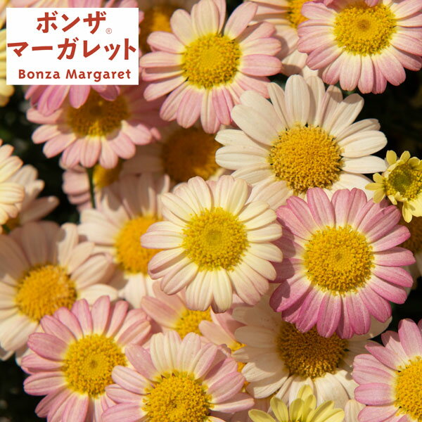 草花の苗/[26年4月上旬予約]ボ...