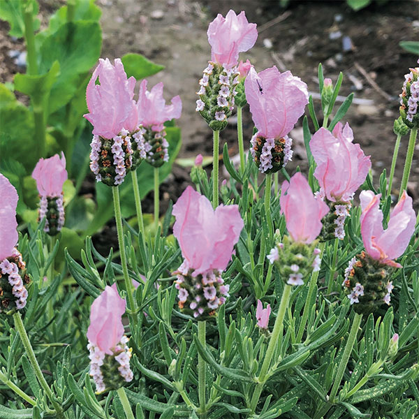 ハーブの苗/[26年3月中下旬予約]フレンチラベンダー：ラビノバ ライトピンク（淡桃）3号ポット