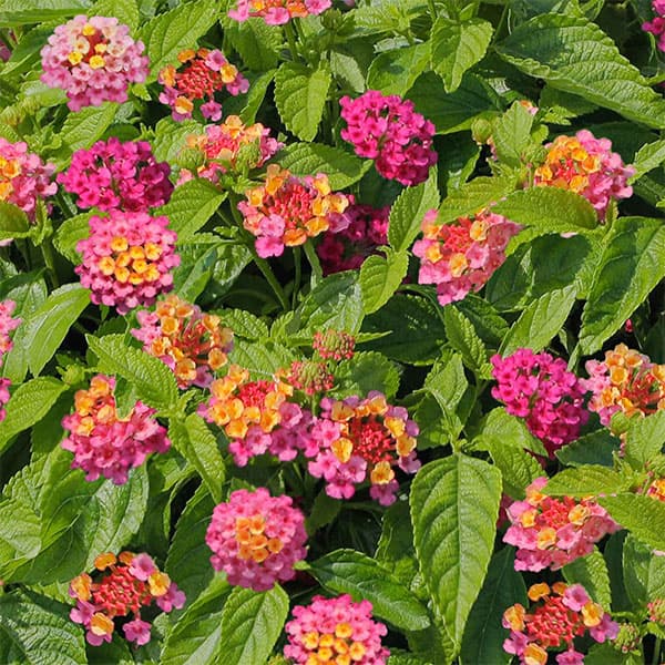 草花の苗/[26年4月下旬予約]ランタナ：ランタナンテ コンパクトローズ3.5号ポット