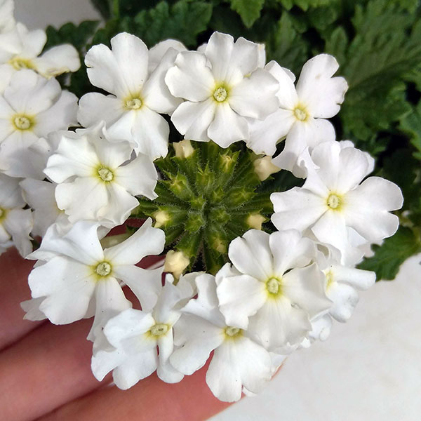 草花の苗/[26年3月中下旬予約]バーベナ：バネッサコンパクト ホワイト3.5号ポット