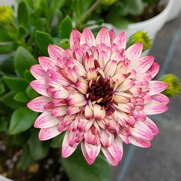 草花の苗/[26年1月中下旬予約]...