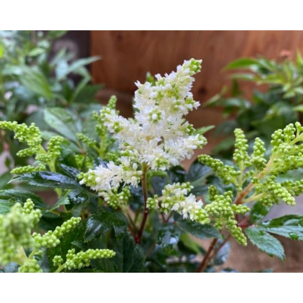 草花の苗/[26年4月上旬予約]アスチルベ：アスタリー 