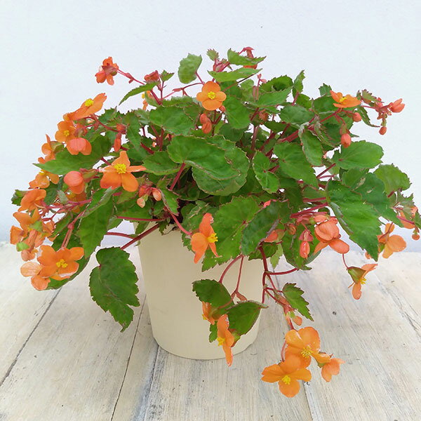 26年5月中下旬予約 ベゴニア サザーランディ4号ポット