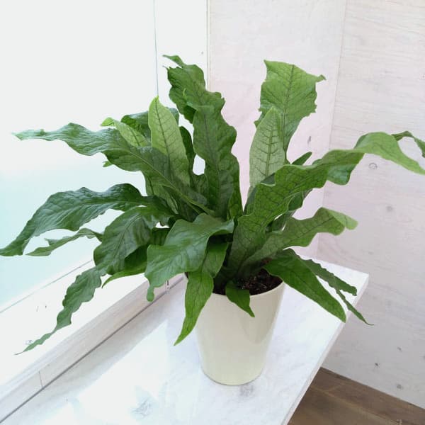 観葉植物/[26年3月中下旬予約]クロコダイルファーン 5号ポット