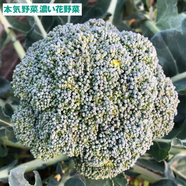 Rakuten - 野菜の苗/[26年8月下旬予約]濃い花野菜 おかわりブロッコリー3号ポット苗