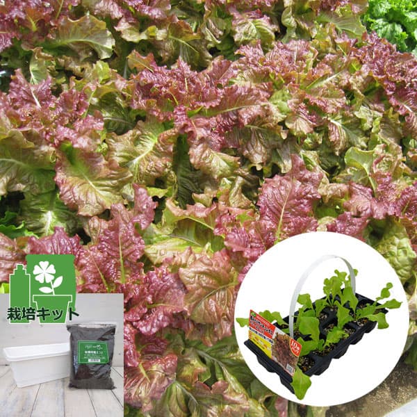 ��ڤ���/[26ǯ3���沼��ͽ��]��������Ŧ�Ȥꥵ�����쥿�����ǥˡ�����åɤ���10Ϣ�ѥå����ڤȥץ�󥿡��Υ��å�