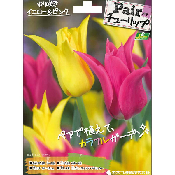 小型 人気品種の2色セット！球根/[26年9月中下旬予約]チューリップ：ペアチューリップ ゆり咲イエロー＆ピンク4球入り（L）相性の良い2色の組み合わせで、カラフルなガーデンを演出！人気のペアチューリップ球根セットです。タイプ：ユリ科の球根植物植え時：9月〜12月開花期：4月〜5月草丈：40〜50cm用途：切り花・鉢植え・花壇栽培方法：植えつけ適期は秋ですが、年明けでも大丈夫です。日当たりのよい場所で、よく耕した土に化学肥料等をまぜ、球根の高さの3倍ほどの深さに植えます。一定期間低温に当たることで開花しますので、鉢植えでも冬は戸外の寒い場所で管理してください。また、水切れすると花が咲かなくなりますので、冬もたっぷり水をやってください。（沖縄地域では花が咲かないことがありますので、ご注意ください）チューリップは球根の方向をそろえて植えると葉の出る方向が揃い、たくさんの球根を美しく寄せ植えできます。写真は開花時のイメージです。 ※球根の表皮が剥けていたり、細かな傷がある場合がございます。生育には支障ありませんので予めご承知おきください。■9月中旬〜9月下旬頃のお届けの予約販売です。・出荷開始予定：2026年9月中旬〜・注文締切日：2026年9月14日（月）午前7時まで・「9月中下旬予約」カテゴリ以外の商品とはご一緒にご注文いただけません。（商品名の頭に「[26年9月中下旬予約]」が付いている商品となります）・ご注文同士をおまとめすることはできません。送料はそれぞれにかかります。・お届け日のご案内は2026年9月15日（火）以降にメールにてお知らせします。お届け日指定はお受けできませんが、曜日や時間帯のご指定は承ります。（受信できるアドレスにてご注文お願いします。）・品種・作柄によりお届け時期が変更になったり、お届けできなくなる場合がございます。[26年9月中下旬予約]チューリップ：ペアチューリップ ゆり咲イエロー＆ピンク4球入り（L）の栽培ガイドチューリップの球根の植えつけ方法秋植え球根のダブルデッカー植え球根の植付け秋植え球根プランターに何個のチューリップ球根を植えますか？