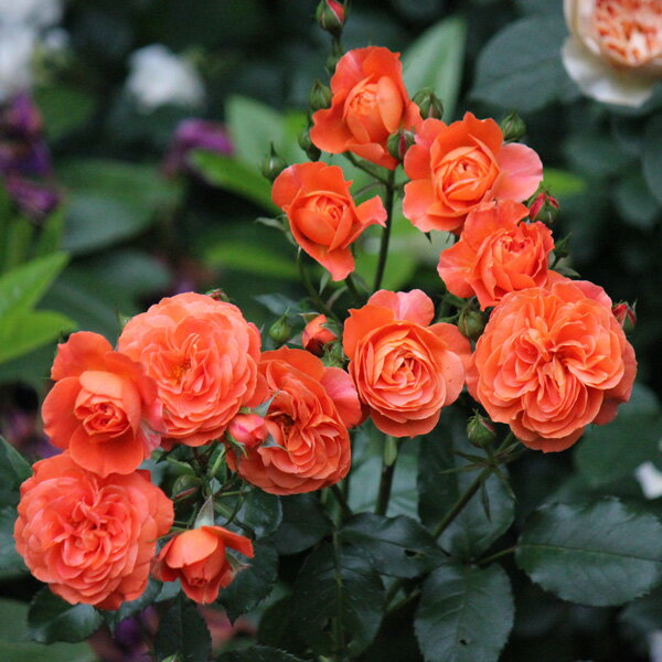 バラの苗/[送料無料][26年4月下旬予約]四季咲中輪バラ：セプテンバー・トワイライト新苗