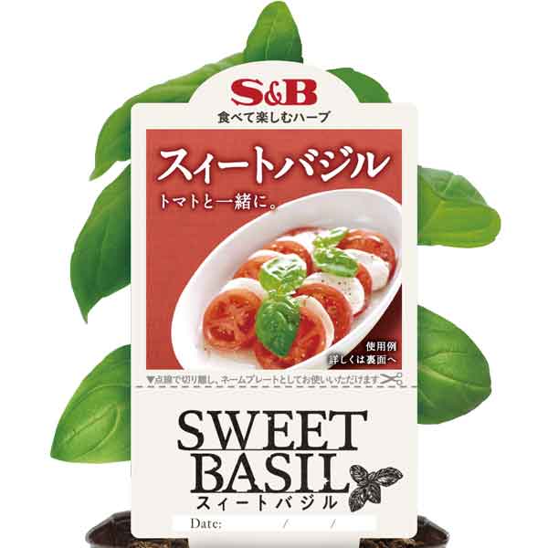 ハーブの苗/[26年4月下旬予約]S＆Bスイートバジル3号ポット