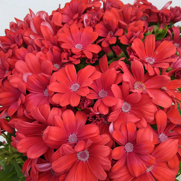 [26年2月中下旬予約]サイネリア：アンティークオレンジ5号鉢植え