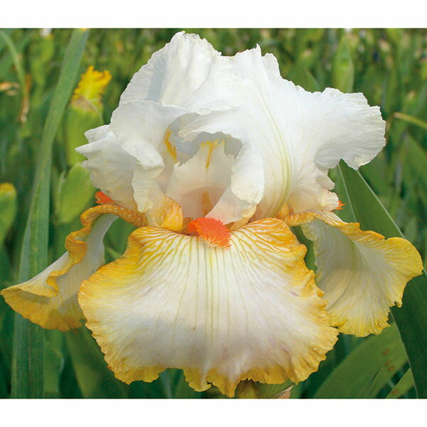 楽天市場】ジャーマンアイリス（カラーホワイト）（花・ガーデン・DIY