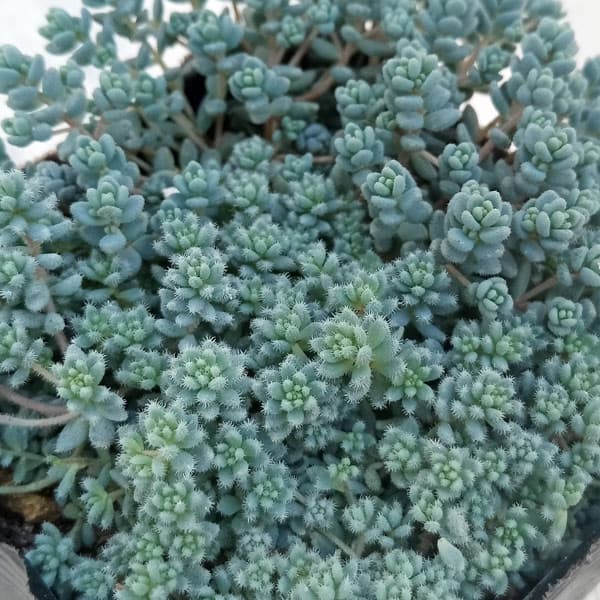 楽天市場】セダム 子持ち蓮華の通販
